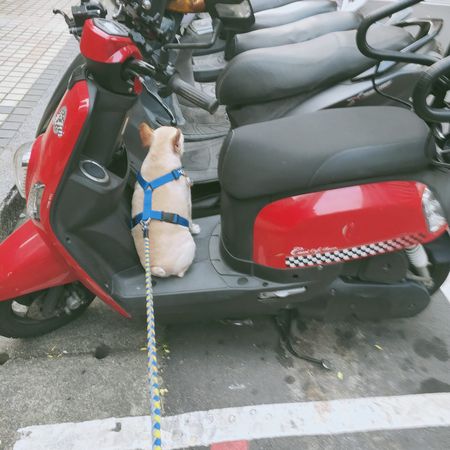 ▲▼急著回家吃飯法鬥「堅定背影」等出發　飼主笑翻：不是那台車。（圖／有點毛毛的／網友周瑋庭提供）