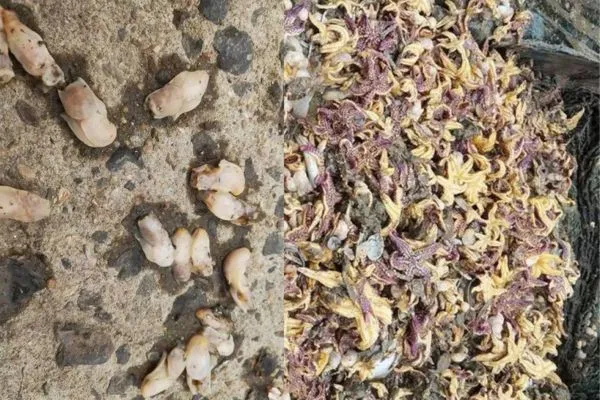 ▲海星和「白泥螞」都是養殖貝類的天敵。（圖／翻攝自YouTube／HK城市追擊傳媒）