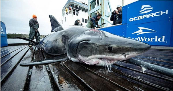 被撈起的大白鯊頭部充滿咬痕。（圖／翻攝自OCEARCH臉書）