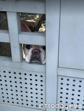 ▲送餐發現「可愛小鼻子」卡門縫狂聞！餓犬垂掛嘴邊肉：那是我的餐。（圖／網友房小安提供，請勿隨意翻拍，以免侵權。）