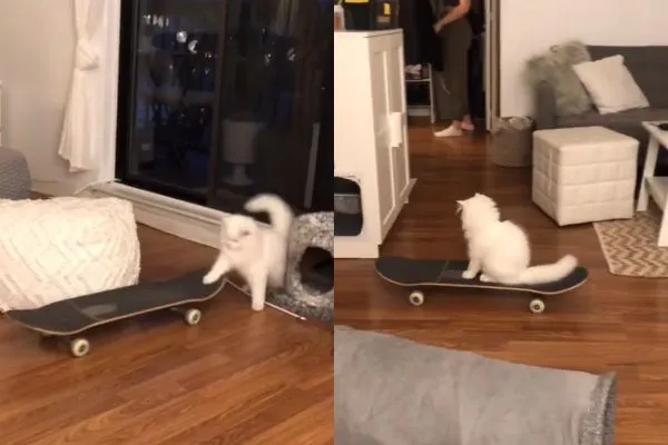 ▲▼白貓第一次玩滑板就上手。（圖／翻攝自抖音／@valleyhimalayans）