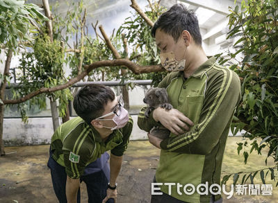 正式展開獨立新生活！北市「人工哺育」無尾熊見客了　寶寶名字曝