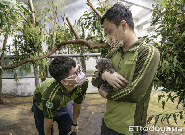 ▲▼人工哺育無尾熊「Bess」 正式展開獨立新生活。（圖／台北市立動物園提供，下同）