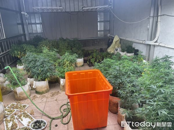 ▲▼大麻。（圖／記者陳雕文翻攝）