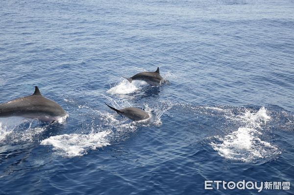 ▲美麗鯨豚現身送行。（圖／花蓮縣政府提供，下同）