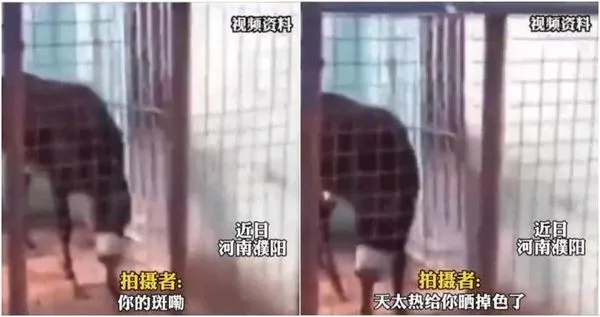 一名男子發現動物園以驢充當斑馬，拍下影片發布網上揶揄，掀起大票網友討論。（翻攝自微博）