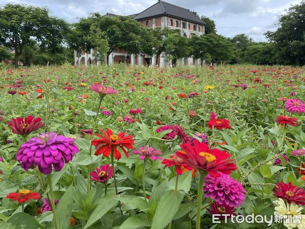 ▲台南山上花園水道博物館出現百日草花海，佔地近兩公頃的花海，吸引蜂蝶飛舞外，五顏六色花朵，搭配博物館典雅的歐式古蹟建築，讓博物館化身偶像劇拍片場景。（圖／記者林悅翻攝，下同）