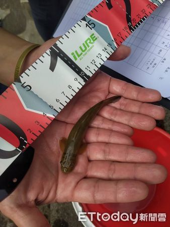 ▲▼ 0717日本禿頭鯊 。（圖／張元宏授權提供）