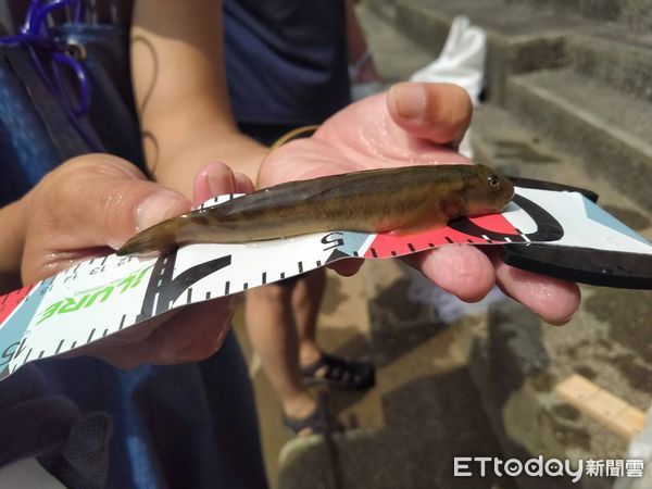 ▲▼ 0717日本禿頭鯊 。（圖／張元宏授權提供）