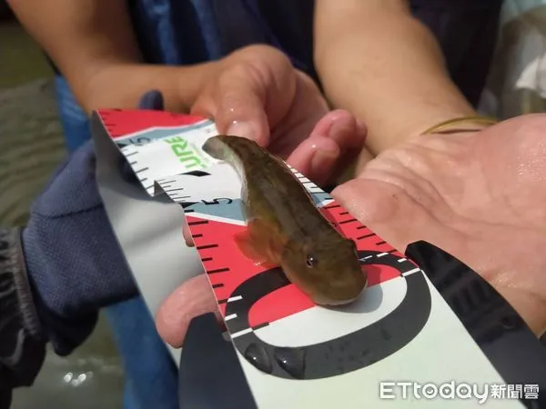 ▲▼ 0717日本禿頭鯊 。（圖／張元宏授權提供）