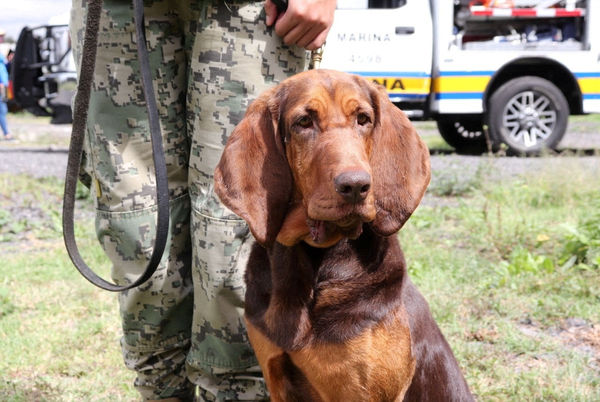 ▲▼軍犬Max立大功捕獲墨西哥毒梟「教父」　正臉憂鬱帥照曝光。（圖／路透）