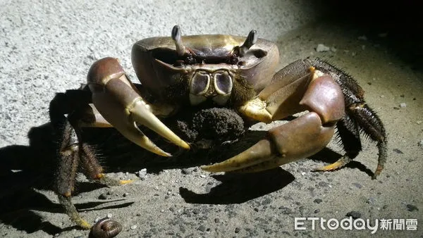 ▲台南市鹽水溪下游感潮帶岸邊，每到6至11月是「凶狠圓軸蟹」繁殖季，市長黃偉哲呼籲民眾一同參與「護蟹行動」，共同護送蟹媽媽上堤岸釋幼。（圖／記者林悅翻攝，下同）