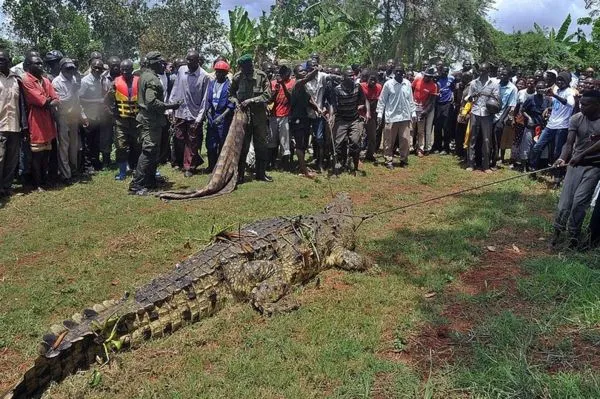▲烏干達變種巨鱷。（圖／取自推特@MuthuiMkenya）