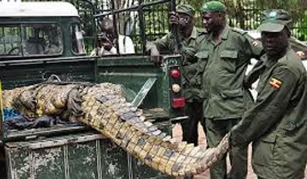 14年狂吃83人「村莊人口減10%」　村民逮5m巨鱷送養殖場恐怖繁殖。（圖／翻攝自Twitter）