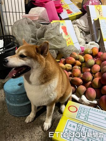 ▲▼19kg橘黃大芒狗亂入同類「一屁股坐芒果山」　媽笑：牠是玉井特產。（圖／飼主哈吉麻麻授權提供）