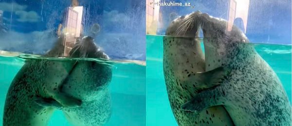 ▲▼日本下田海中水族館有兩隻愛親親的可愛海豹。（圖／翻攝自IG「@hakuhime_az」）