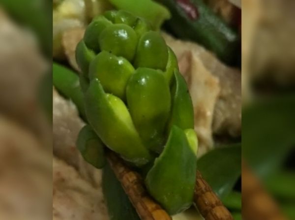 鹹水雞攤買到「神祕綠果」，老闆吐2字，她疑惑求解。（圖／翻攝自Facebook／廚藝公社）