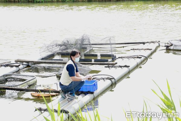 ▲台南市政府正積極研商具體措施，來協助石斑魚養殖漁民解決產銷問題。（圖／記者林悅翻攝，下同）