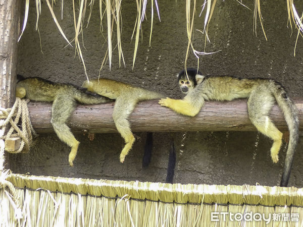 ▲▼多吃蔬果少甜食 少量多餐更健康。（圖／台北市立動物園提供，下同）