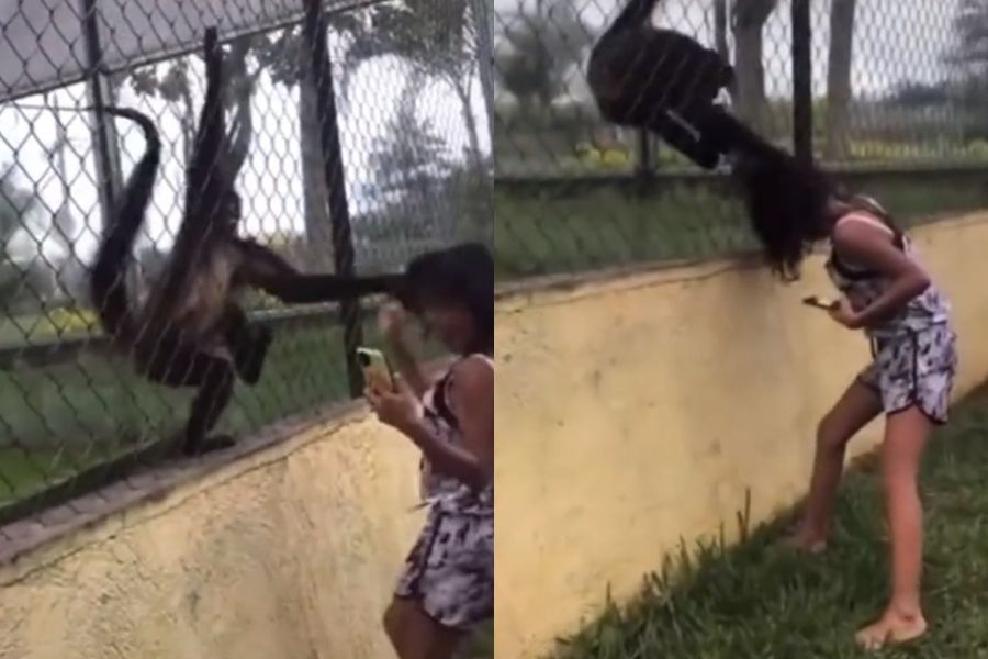 ▲▼ 墨西哥一名女童在動物園被猴子扯頭。（圖／翻攝自TikTok）