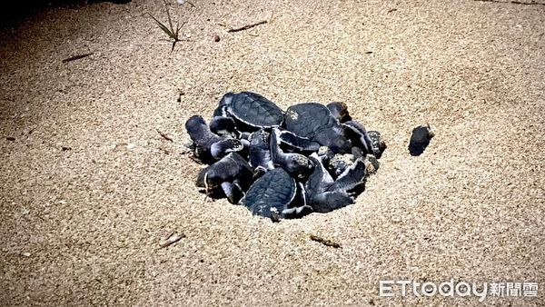 ▲▼澎湖望安首批86隻綠蠵龜寶寶孵化。（圖／記者陳韋男攝）