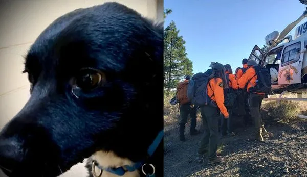 男墜崖慘摔21m重傷失蹤　邊境牧羊犬英勇「帶領25人搜救隊」救主。（圖／翻攝自Facebook／Nevada County Sheriff`s Search & Rescue）