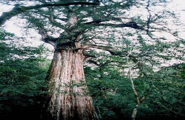 ▲桃園復興區拉拉山。（圖／翻攝自桃園風管處網站）