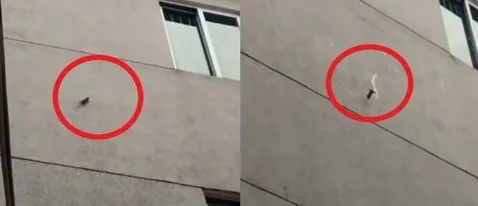 ▲巨鼠在四樓外牆上演飛簷走壁，結果慘摔。（圖／翻攝自臉書「報廢公社公開版」)