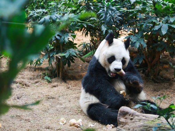 ▲▼香港海洋公園熊貓「安安」接受安樂死，享年35歲。（圖／翻攝香港海洋公園）