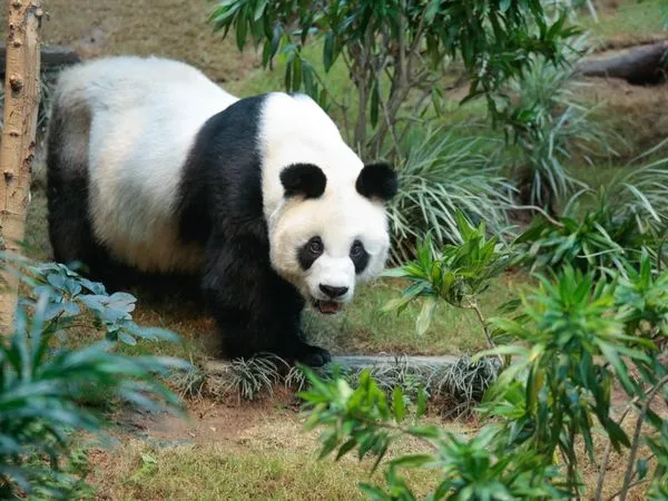 ▲▼香港海洋公園熊貓「安安」接受安樂死，享年35歲。（圖／翻攝香港海洋公園）