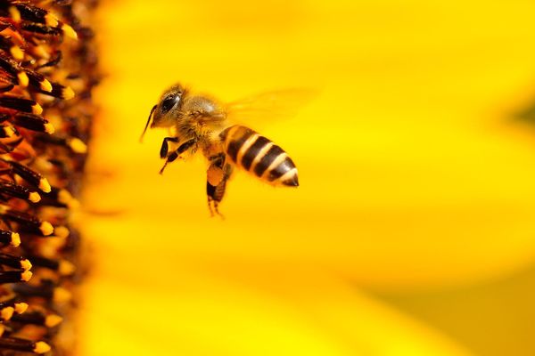 ▲▼蜜蜂。（圖／取自免費圖庫Pixabay）