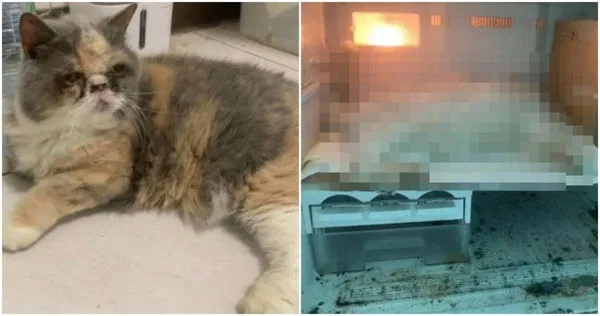 飼主家中的貓奄奄一息，過世的貓直接被丟在冰箱。（圖／翻攝李火山臉書，下同）