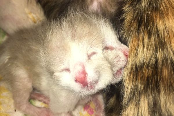 ▲泰國近日罕見誕生一隻雙面貓，在4天後去世。（圖／翻攝自Facebook／Maya New）