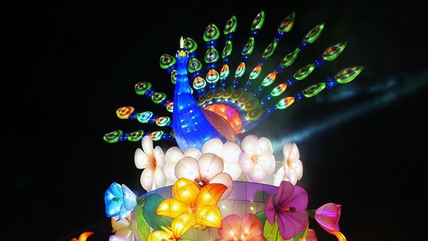 ▲▼台灣燈會「花開雀舞迎新年」燈組首奪NDA金獎。（圖／觀光局提供）