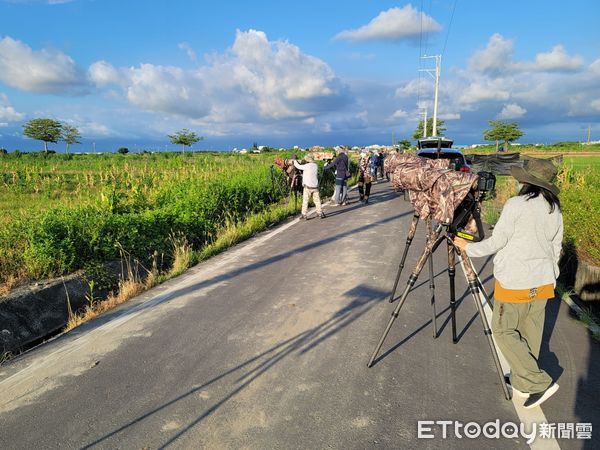 ▲相當稀有的夏候鳥「董雞」出現在台南市將軍區將軍里農田，台南市生態保育學會與將軍區公所共同呼籲當地農民，其能暫緩出沒處休耕整地，以利「董雞」在台灣順利育雛。（圖／鳥友李進裕、吳素娥及台南市生態保育學會拍攝提供）