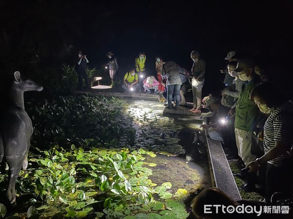 ▲知本國家森林遊樂區夜觀活動，觀察夜間森林裡的各種美。（圖／記者楊漢聲翻攝）