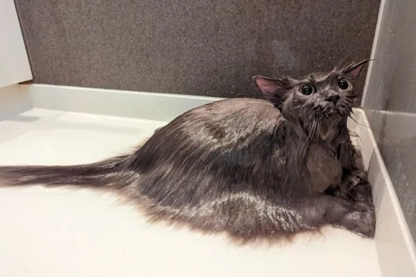 ▲蓮蓬頭打濕貓咪，讓浴室中出現長毛海怪。（圖／翻攝自twitter／KUwdn）
