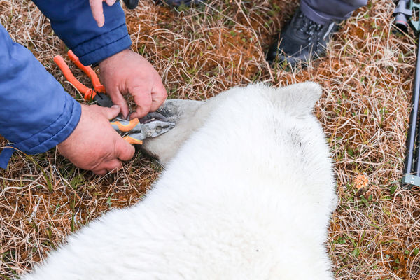 ▲▼俄羅斯一隻北極熊的舌頭被煉乳罐夾住，讓當局必須出動專家來協助取下。（圖／路透）