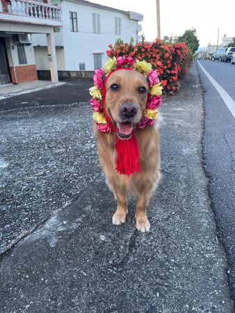 ▲阿金戴粉紅花圈參加豐年祭　臉上「沒睏飽表情」成亮點：被逼的嗎。（圖／有點毛毛的／網友孫靖如提供）