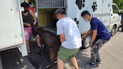 土城4隻「大眼巨獸」闖入民宅悠閒吃草　住戶驚呆以為是迷你馬