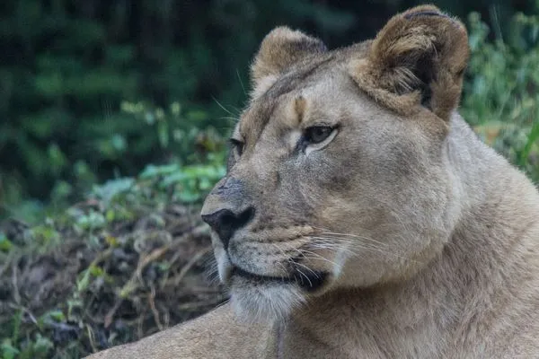 ▲▼母獅阿基里遭公獅狠咬，傷重不治。（圖／翻攝自Facebook／The Birmingham Zoo）