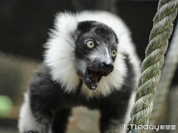 ▲▼動物園狐猴寶初見家人好害羞！　暖心媽幫驅離好奇群眾：先等等啦。（圖／台北市立動物園授權提供）