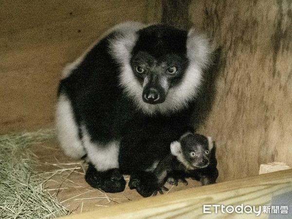 ▲▼動物園狐猴寶初見家人好害羞！　暖心媽幫驅離好奇群眾：先等等啦。（圖／台北市立動物園授權提供）