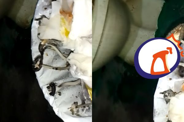 ▲▼原PO在客戶家上廁所，看到垃圾桶長出香菇。（圖／翻攝自Facebook／爆料公社二社）