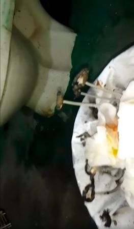 ▲▼垃圾桶驚見好幾根香菇。（圖／翻攝自Facebook／爆料公社二社）