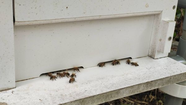 ▲雲林草嶺驚現殺人虎頭蜂，已屠殺45萬隻小蜜蜂。（圖／民眾提供）