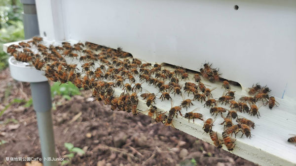 ▲雲林草嶺驚現殺人虎頭蜂，已屠殺45萬隻小蜜蜂。（圖／民眾提供）