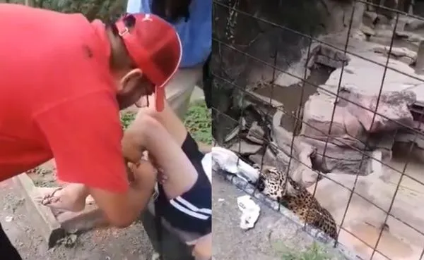 想和美洲獅合照　14歲男把腳伸進「動物園鐵籠」暴咬流血畫面曝光。（圖／翻攝自YouTube）