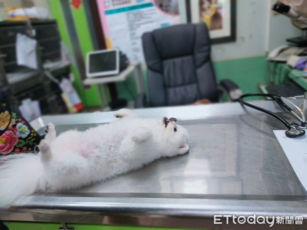 博美狗妹妹放鬆癱診療台，網友以為牠被麻醉。（圖／粉專「我是妹妹狗」提供）