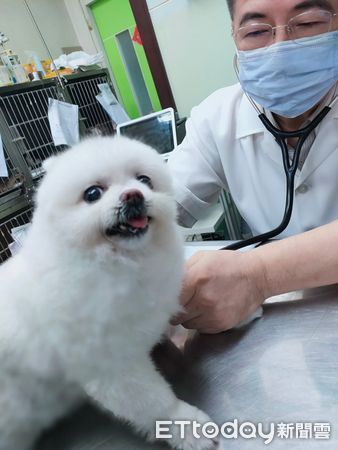 博美狗妹妹放鬆癱診療台，網友以為牠被麻醉。（圖／粉專「我是妹妹狗」提供）